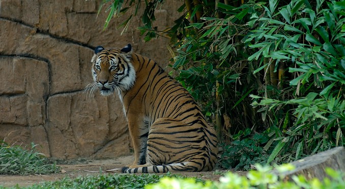 Image courtesy of Tourism Malaysia
