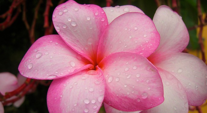Image courtesy of PhotoJoy