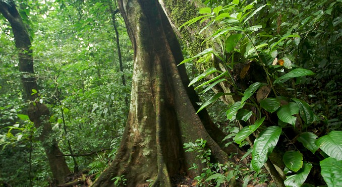 Palenque Ruins
