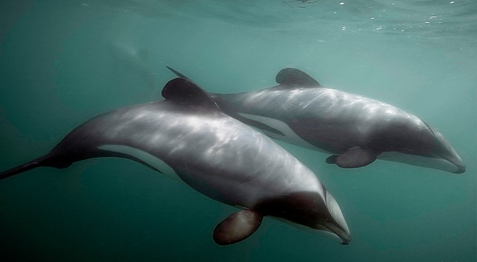 Image courtesy of Tourism New Zealand