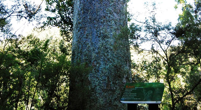 Image courtesy of Tourism New Zealand