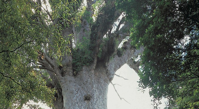 Image courtesy of Destination Northland