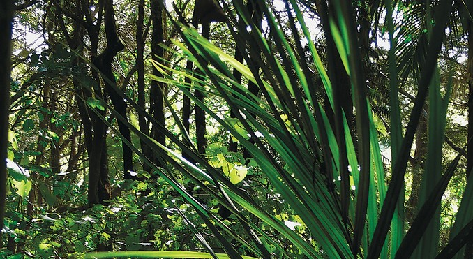 Image courtesy of Destination Northland