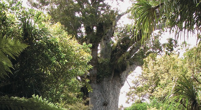 Image courtesy of Destination Northland