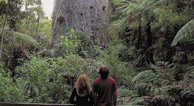 Image courtesy of Destination Northland
