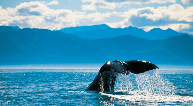 Image courtesy of Tourism New Zealand