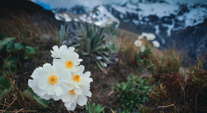 Image courtesy of Tourism New Zealand