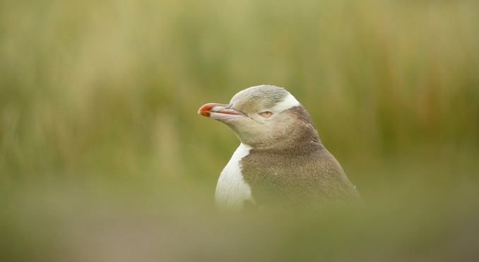 Image courtesy of Tourism Dunedin