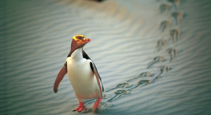 Image courtesy of Tourism New Zealand