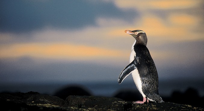 Image courtesy of Tourism New Zealand