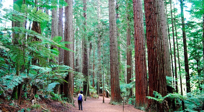 Image courtesy of Tourism New Zealand
