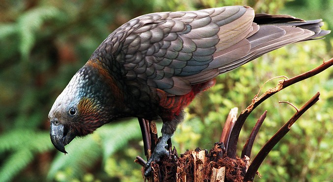 Image courtesy of Tourism New Zealand