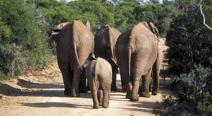 Image courtesy of Tourism South Africa