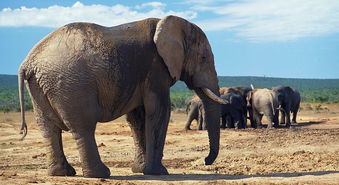 Image courtesy of Tourism South Africa