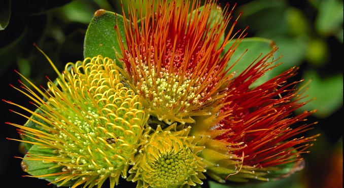 Image courtesy of Tourism South Africa
