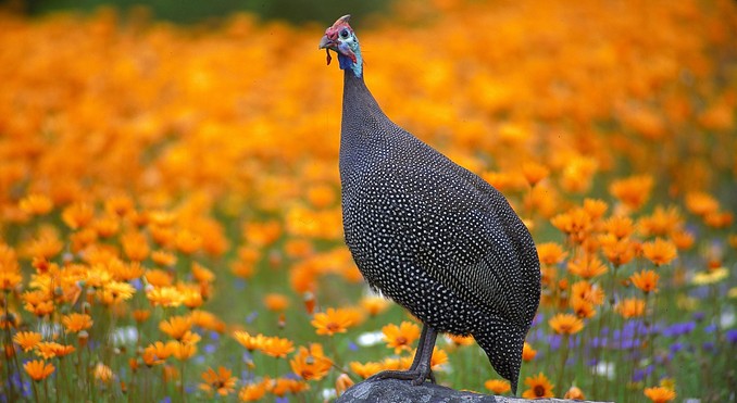 Image courtesy of Tourism South Africa