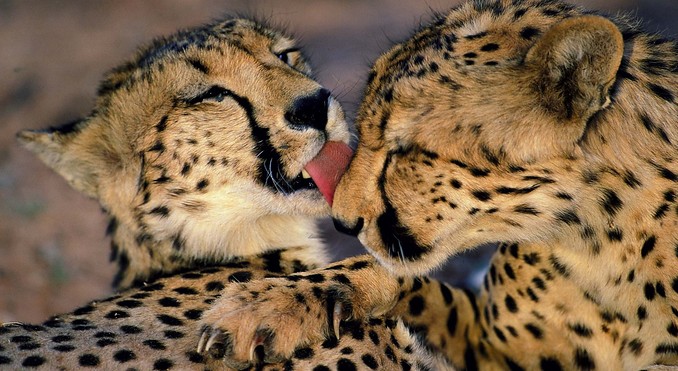 Image courtesy of Tourism South Africa