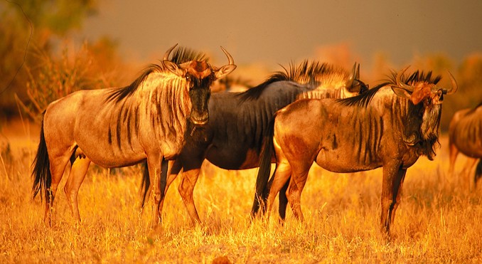 Image courtesy of Tourism South Africa