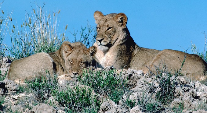 Image courtesy of Tourism South Africa