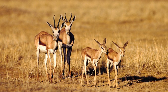 Image courtesy of Tourism South Africa
