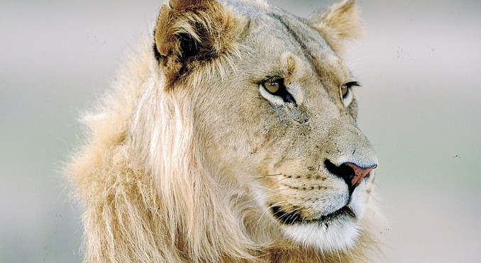 Image courtesy of Tourism South Africa