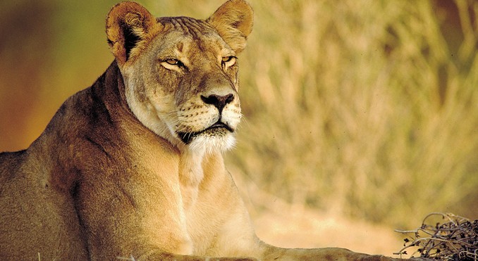 Image courtesy of Tourism South Africa