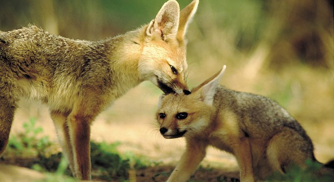 Image courtesy of Tourism South Africa