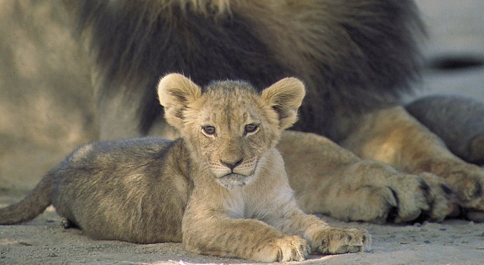 Image courtesy of Tourism South Africa