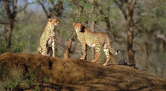 Image courtesy of Tourism South Africa