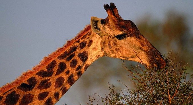 Image courtesy of Tourism South Africa