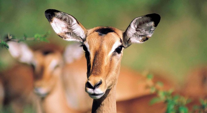 Image courtesy of Tourism South Africa