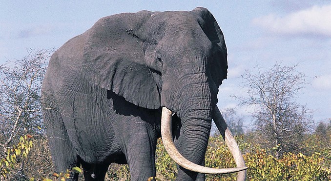 Image courtesy of Tourism South Africa