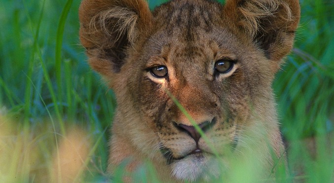 Image courtesy of Tourism South Africa