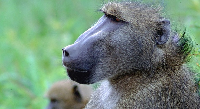 Kruger National Park - Mpumalanga