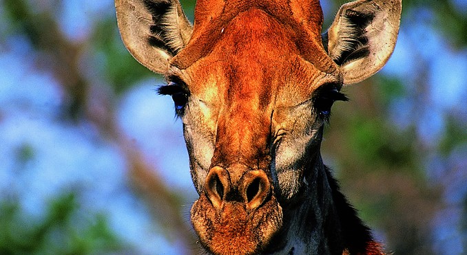 Image courtesy of Tourism South Africa