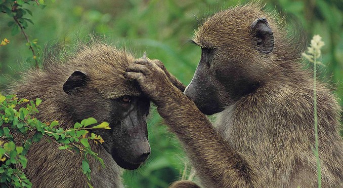 Kruger National Park
