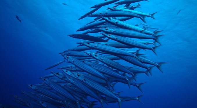 Image courtesy of Tahiti Tourisme