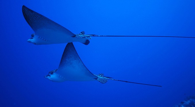 Image courtesy of Tahiti Tourisme