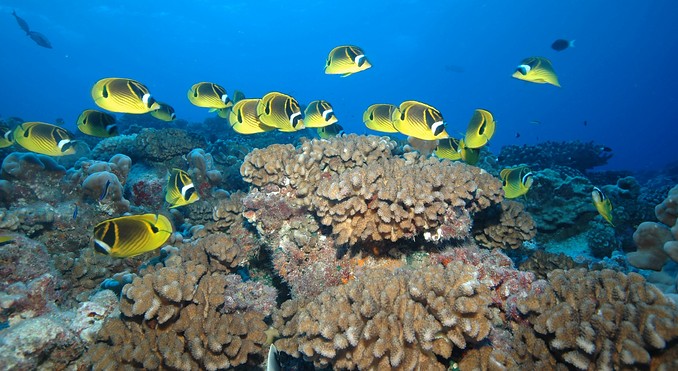 Image courtesy of Tahiti Tourisme
