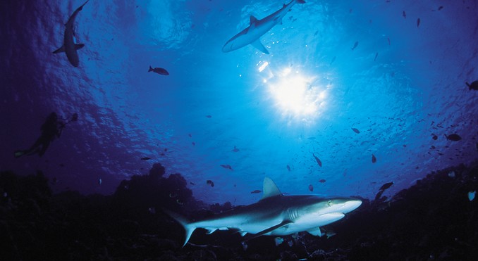 Image courtesy of Tahiti Tourisme