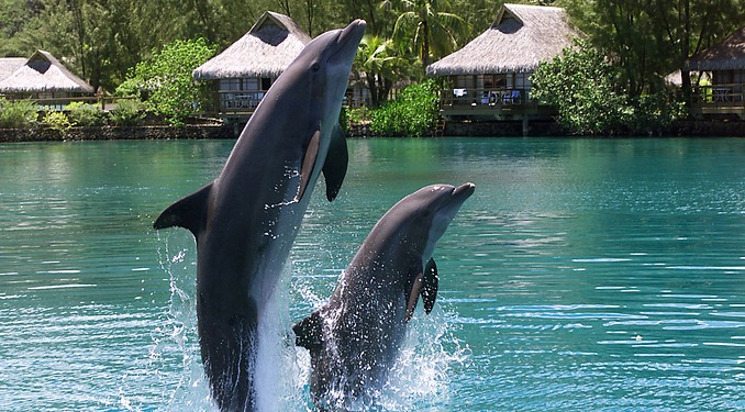 Moorea