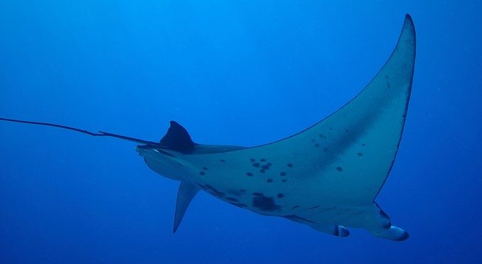 Image courtesy of Tahiti Tourisme