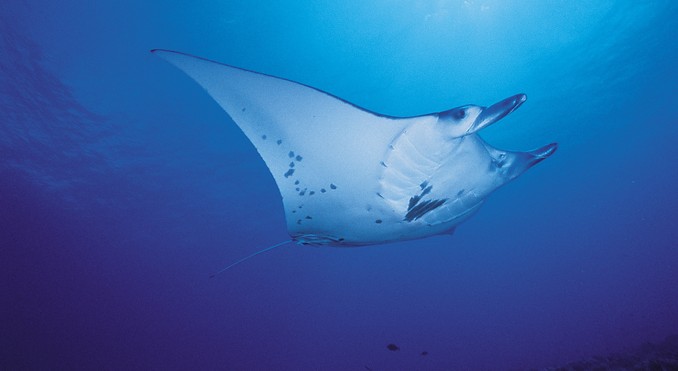 Image courtesy of Tahiti Tourisme