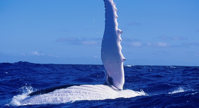 Image courtesy of Tahiti Tourisme