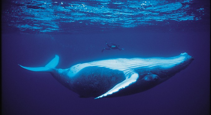 Image courtesy of Tahiti Tourisme