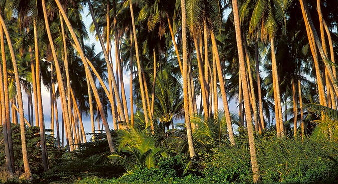 Image courtesy of Tahiti Tourisme