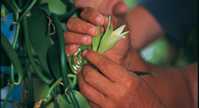 Image courtesy of Tahiti Tourisme