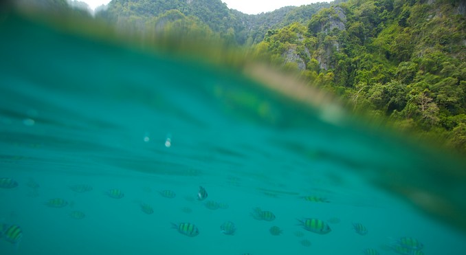Phi Phi Island
