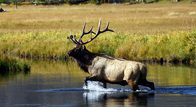 Image Courtesy of Idaho Fish & Game