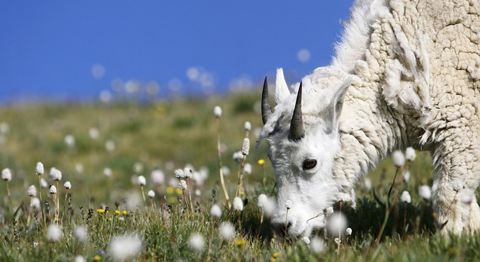 Image Courtesy of Colorado Tourism Office/Matt Inden/Weaver Multimedia Group